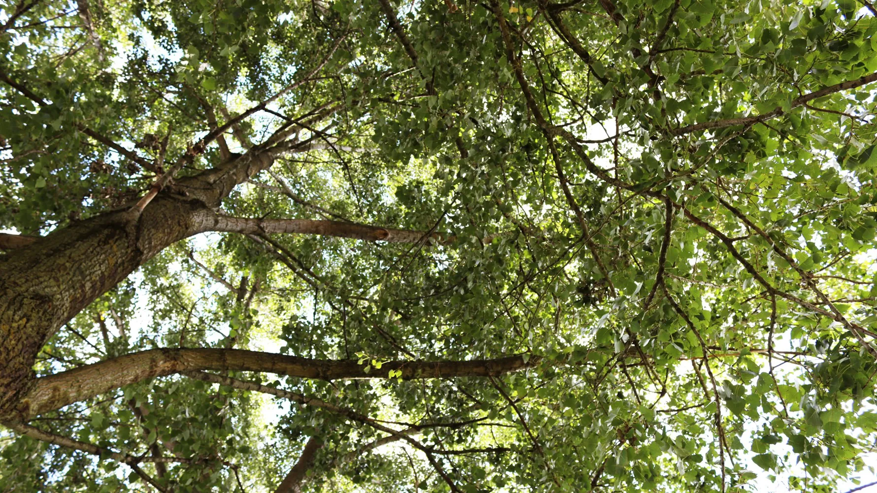 green_forrest.jpg
